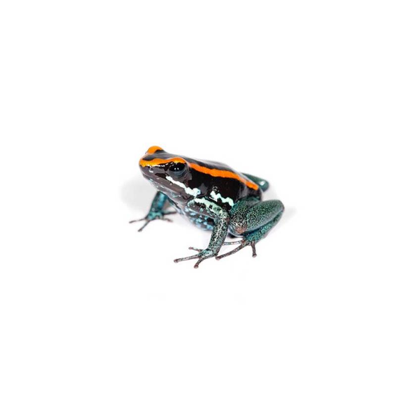 Broasca Phyllobates vittatus (Golfoduclean poison Frog) - imagine 4